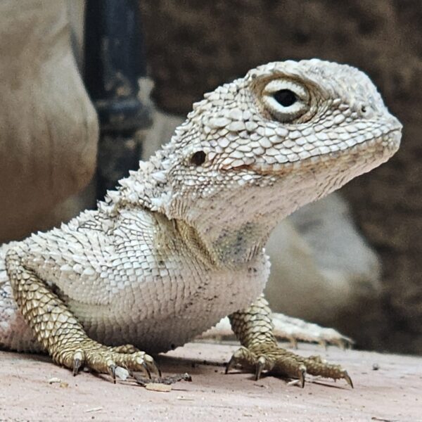 Desert Rock Agama (Trapelus mutabilis)