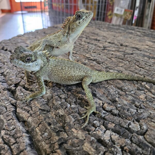 Mountain Horn Dragon (Acanthosaura capra) - Image 2