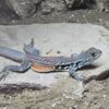 Butterfly Agama (Leiolepis belliana)