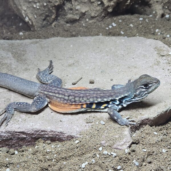 Butterfly Agama (Leiolepis belliana)
