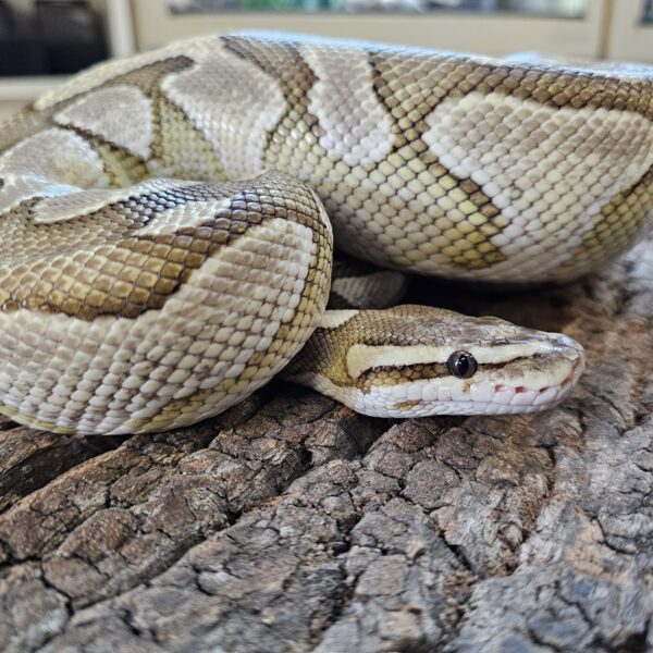Royal Python (Python regius)