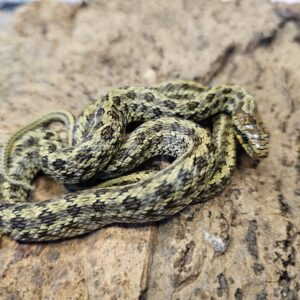 Dione's Rat Snake (Elaphe dione)