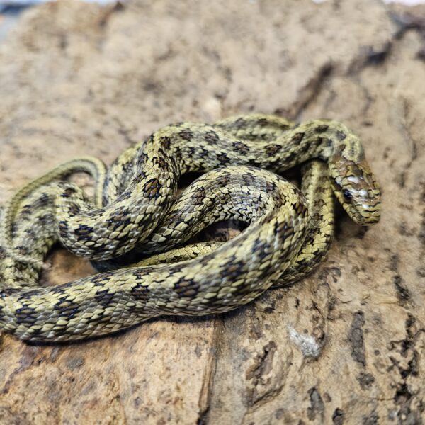 Dione's Rat Snake (Elaphe dione)