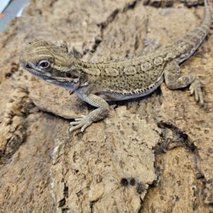 Adult Rankin Dragon (Pogona henrylawsoni)