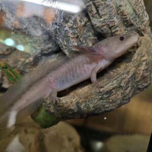 Dirty Lucy Axolotyl (Ambystoma mexicanum)