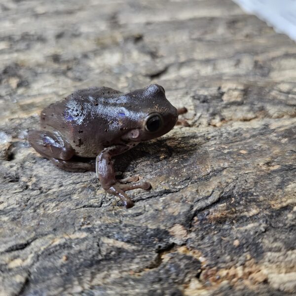 Low Camo Whites Tree Frog (Ranoidea caerulea)