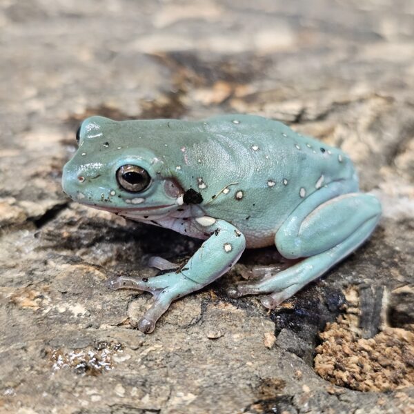 Snowflake Whites Tree Frog (Ranoidea caerulea)