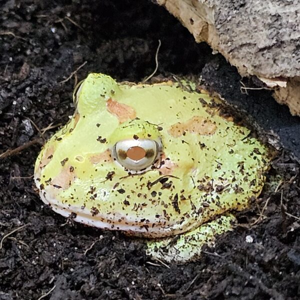 Low Mutant Pacman Frog (Ceratophrys cranwelli)