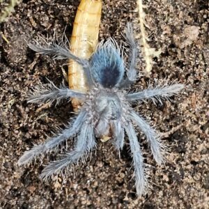 GreenGold Carapace Tarantula (Phormictopus sp 'GreenGoldCarapace)