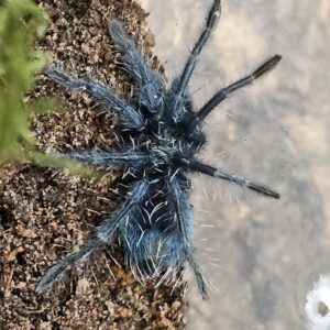 Dominican Purple Tarantula (Phormictopus sp. 'Dom purple')