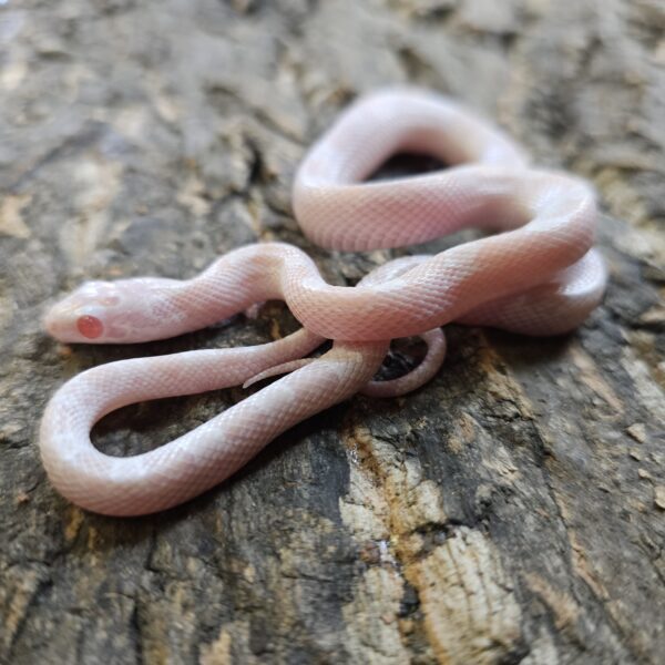 Avalanche Corn Snake (Pantherophis guttatus)