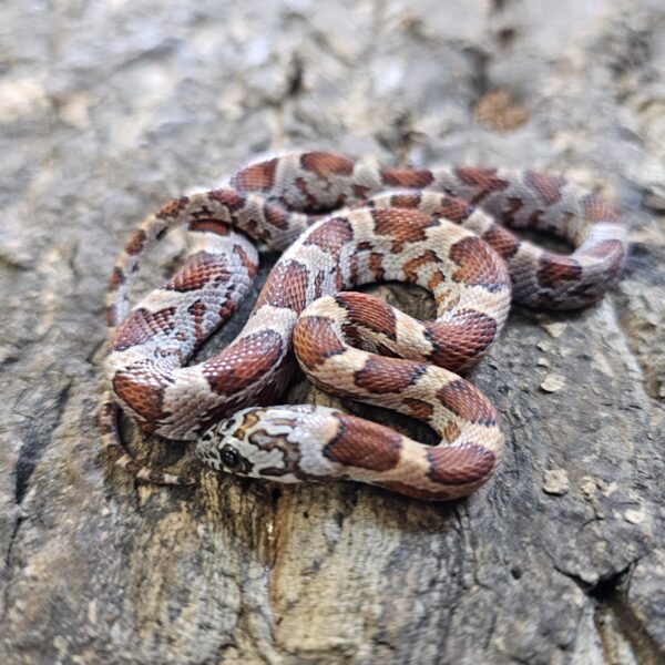 Sunkissed Corn Snake (Pantherophis guttatus)
