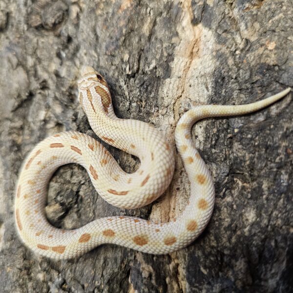 Lemon Ghost Toffeeconda Hognose (Heterodon nasicus)