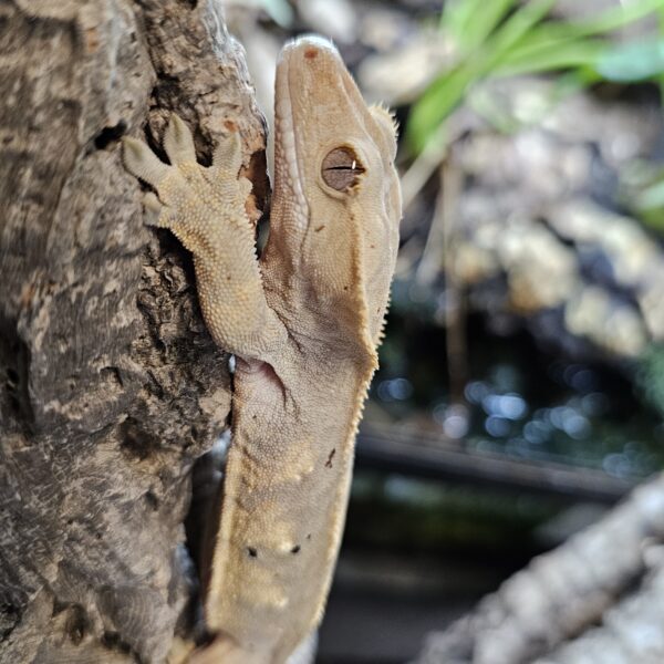 Flame Crested Gecko (Correlophus ciliatus)