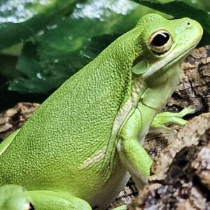 American Green Tree Frog (Hyla cinerea)