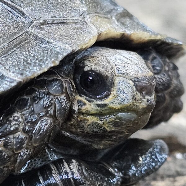 Burmese Brown Tortoise (Manouria emys)
