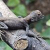 Mountain Horn Dragon (Acanthosaura capra)
