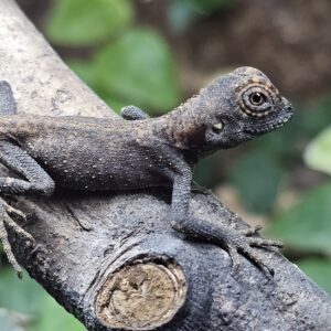 Mountain Horn Dragon (Acanthosaura capra)