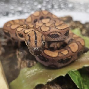 Hypo Brazilian Rainbow Boa (Epicrates cenchria)