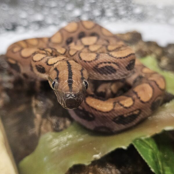 Hypo Brazilian Rainbow Boa (Epicrates cenchria)