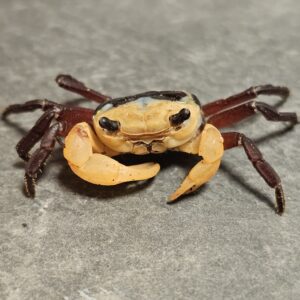 Borneo Blue Crab (Lepidothelphusa menneri)