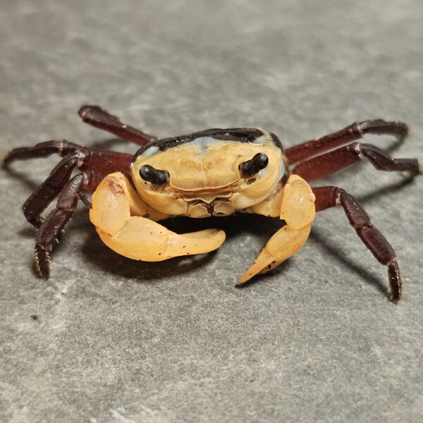 Borneo Blue Crab (Lepidothelphusa menneri)