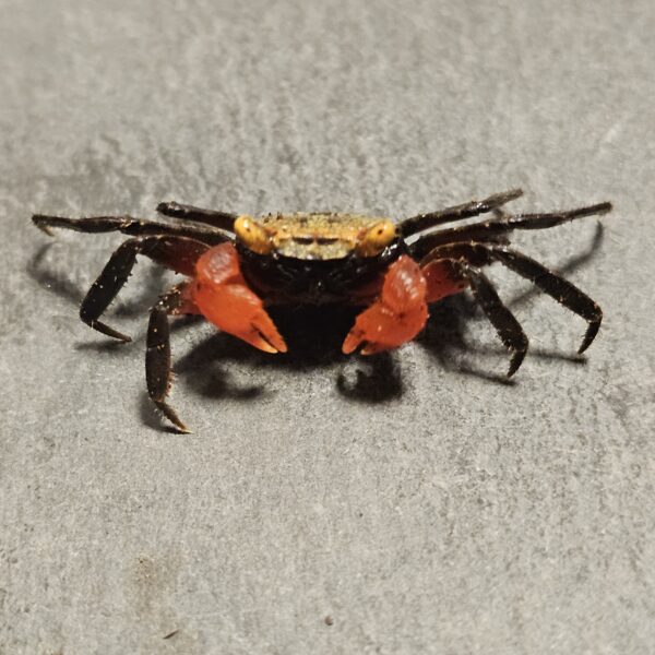 Rainbow Vampire Crab (Geosesarma nigripes)