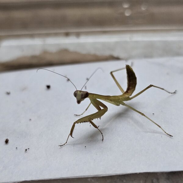 Giant Rainforest Mantis (Hierodula majuscula)