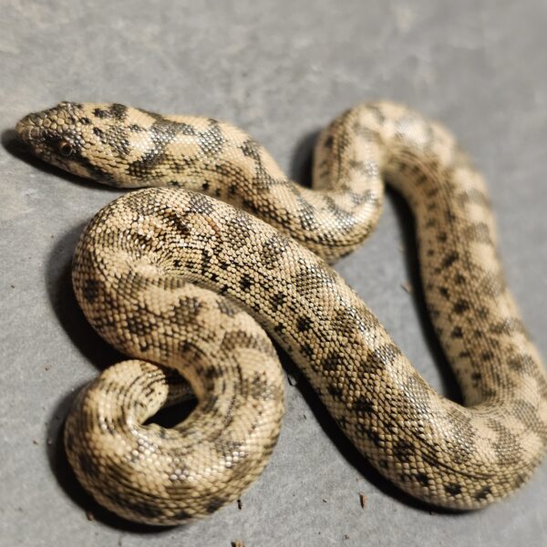 Tatar Sand Boa (Eryx tataricus) - Image 2