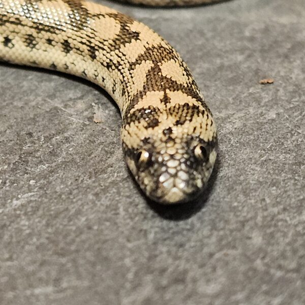 Tatar Sand Boa (Eryx tataricus)