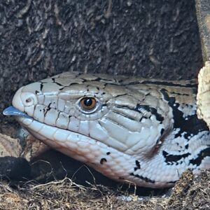 Indonesian Blue Tongue Skink (Tiliqua gigas)