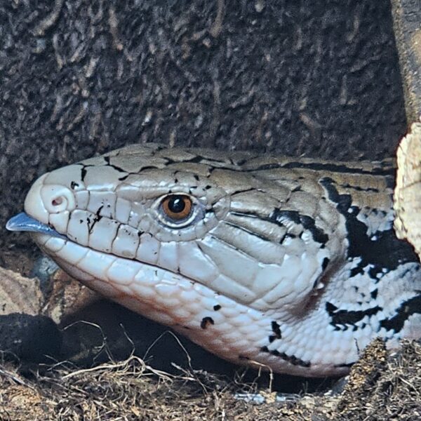 Indonesian Blue Tongue Skink (Tiliqua gigas)