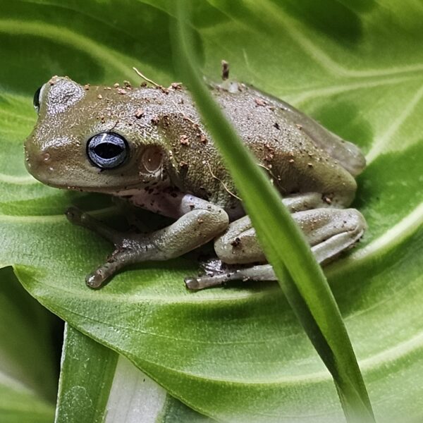 Blue Eyed Whites Tree Frog (Ranoidea caerulea)