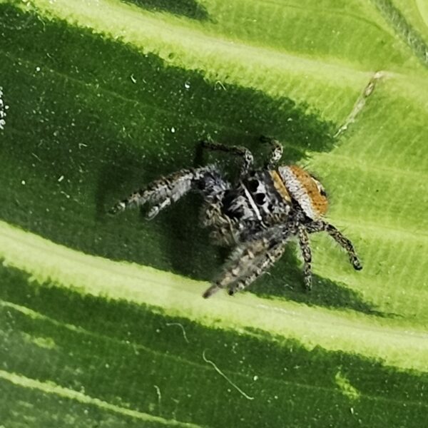 Dream Jumping Spider (Phiddipus morpheus)