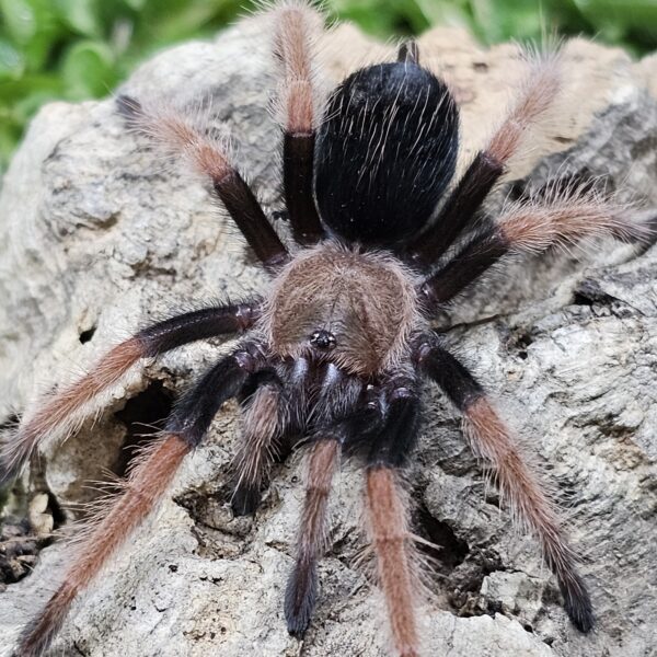 Mexican Fire Leg Tarantula (Brachypelma boehemi)