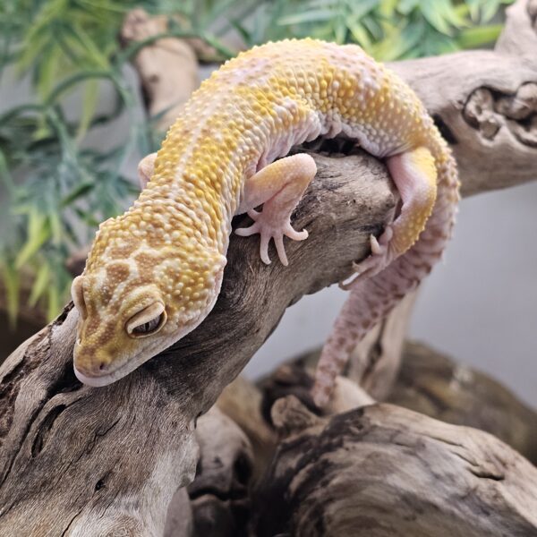 Albino Leopard Gecko (Eublepharis macularius)