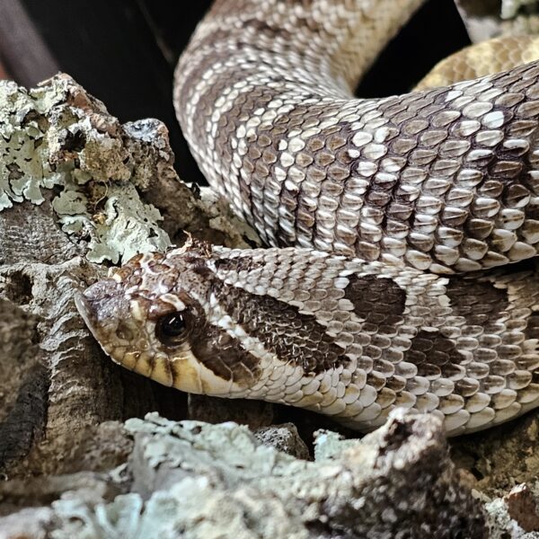 Adult Male Western Hognose (Heterodon nasicus)