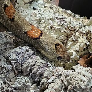 Adult female Thayers King Snake (Lampropeltis mexicana thayeri)