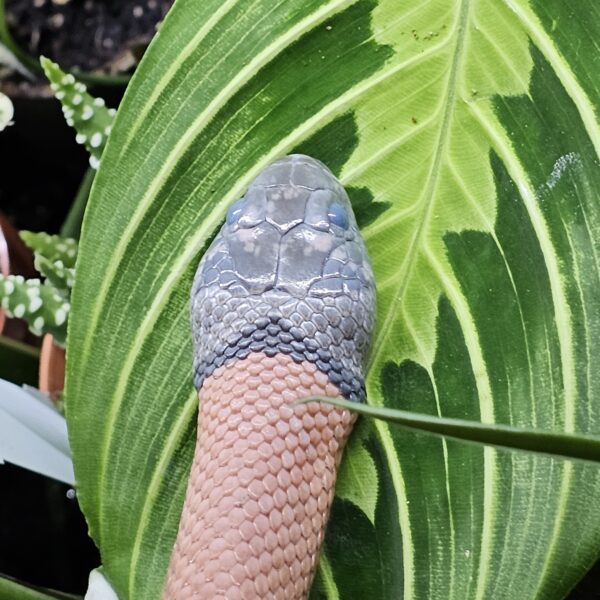 Adult Male Grey Banded King snake (Lampropeltis alterna)