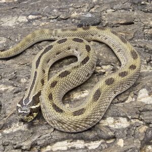 Adult male Conda Western Hognose (Heterodon nasicus)