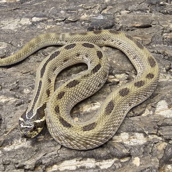Adult male Conda Western Hognose (Heterodon nasicus)