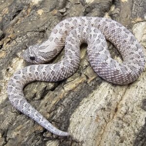 Axanthic Western Hognose (Heterodon nasicus)