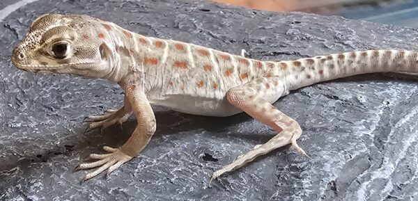 Leopard Lizard (Gambelia wislizenii)