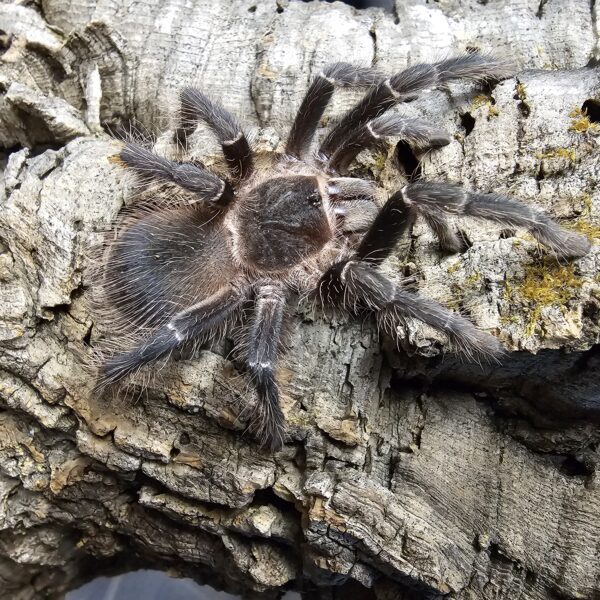 Bahia Scarlet Bird Eating Tarantula (Lasiodora klugi)
