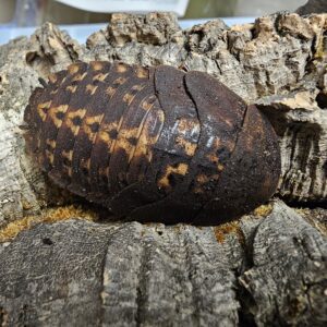 Giant Panama Leaf Cockroach (Archimandrita sp.)
