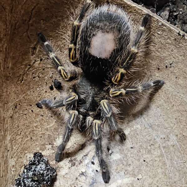 Chaco Gold Knee Tarantula (Gramostola pulchripes)