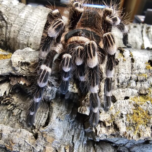 Brazilian White Knee Tarantula (Acanthoscurria geniculata)