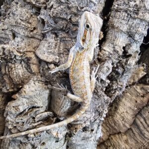 Citrus Bearded Dragon (Pogona vitticeps)