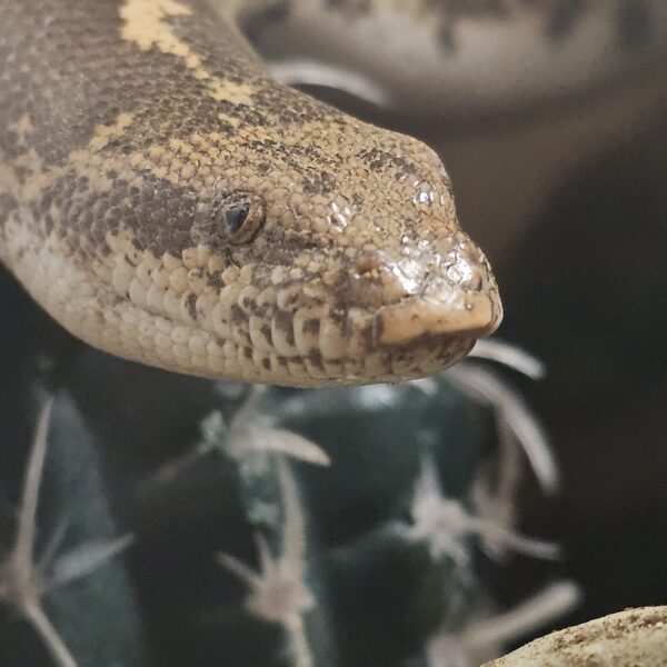 Adult female Kenyan Sand Boa (Gonglyophis colubrinus)