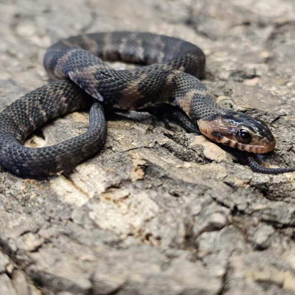 Banded water Snake (Nerodia fasciata)